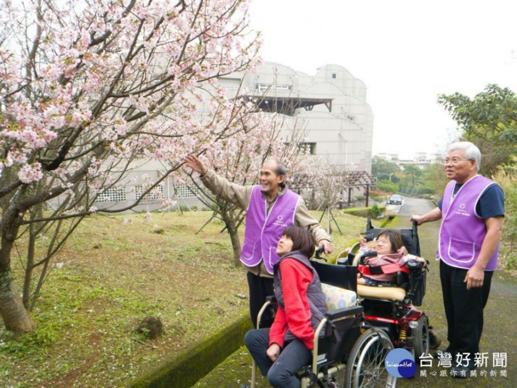 八里愛心教養院院生 櫻花樹秘境下享用野餐