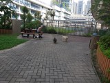 圖片-寵物公園休憩地方